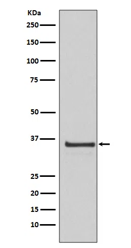 CyclinH Rabbit Monoclonal Antibody - Size: 100µl