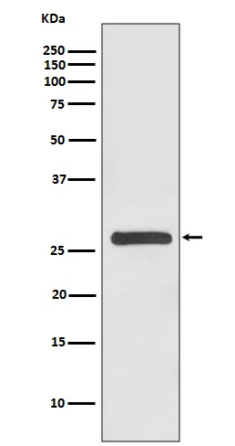 14-3-3 gamma Rabbit Monoclonal Antibody - Size: 100µl
