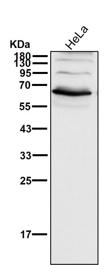 RUNX2 Rabbit Monoclonal Antibody - Size: 50µl