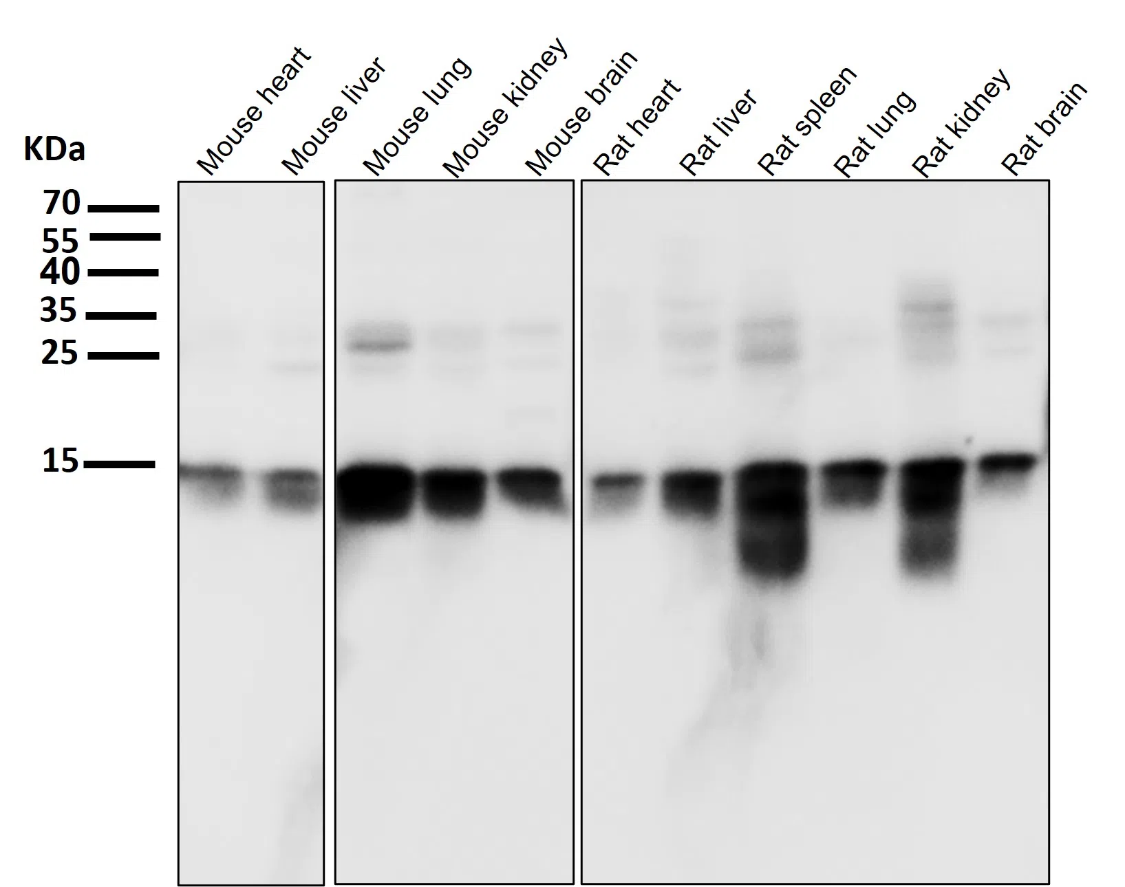 Histone H3 Rabbit Monoclonal Antibody - Size: 50µl