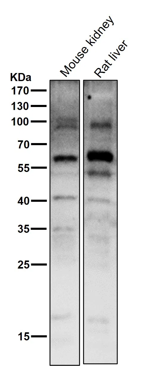 PAX7 Rabbit Monoclonal Antibody - Size: 100µl