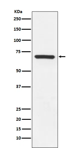 MEKK3 Rabbit Monoclonal Antibody - Size: 100µl
