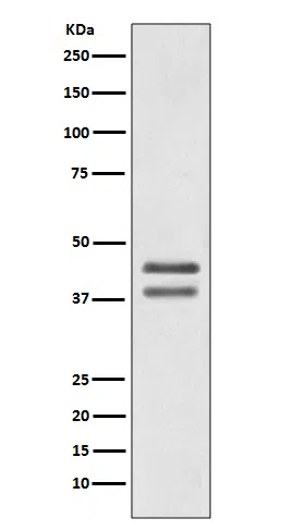JunD Rabbit Monoclonal Antibody - Size: 100µl