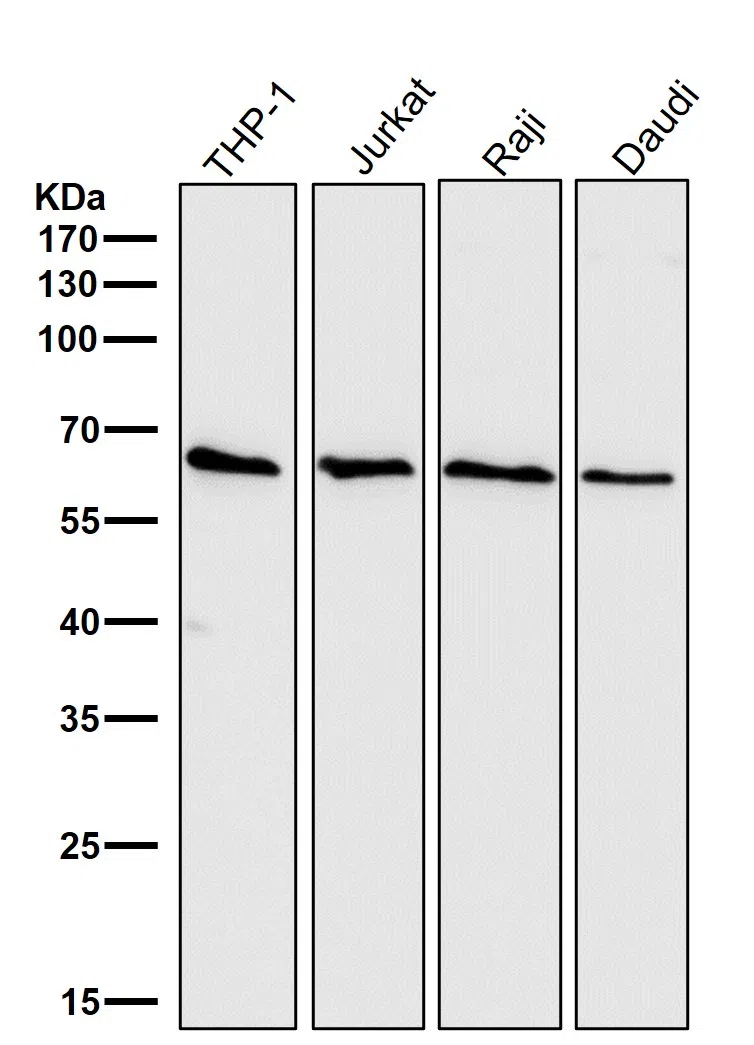 Cdc25B Rabbit Monoclonal Antibody - Size: 100µl