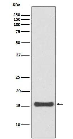 SUMO 4 Rabbit Monoclonal Antibody - Size: 50µl