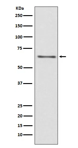 CDC45 Rabbit Monoclonal Antibody - Size: 50µl