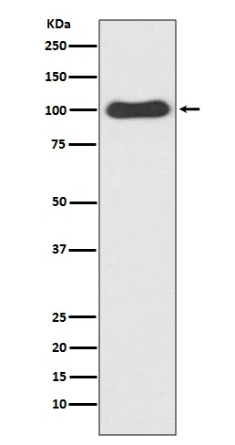 CDC5 Rabbit Monoclonal Antibody