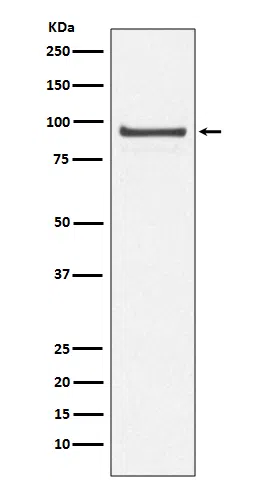Cdc27/APC3 Rabbit Monoclonal Antibody - Size: 50µl
