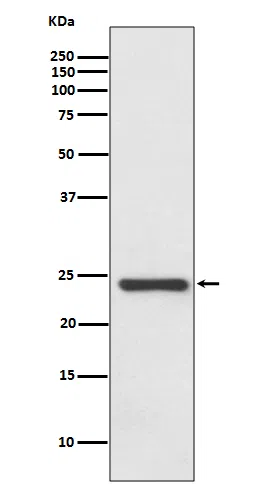 Hsp22 Rabbit Monoclonal Antibody - Size: 50µl