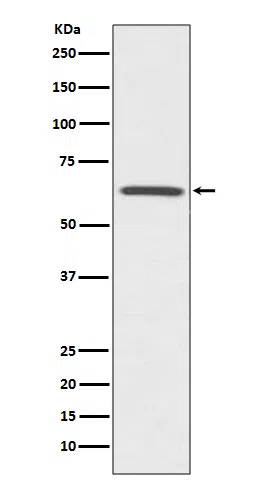 CDC42EP1 Rabbit Monoclonal Antibody - Size: 100µl