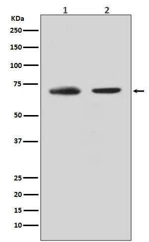CDC40 Rabbit Monoclonal Antibody - Size: 50µl
