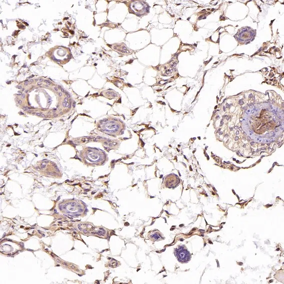 CDC42 Rabbit Monoclonal Antibody