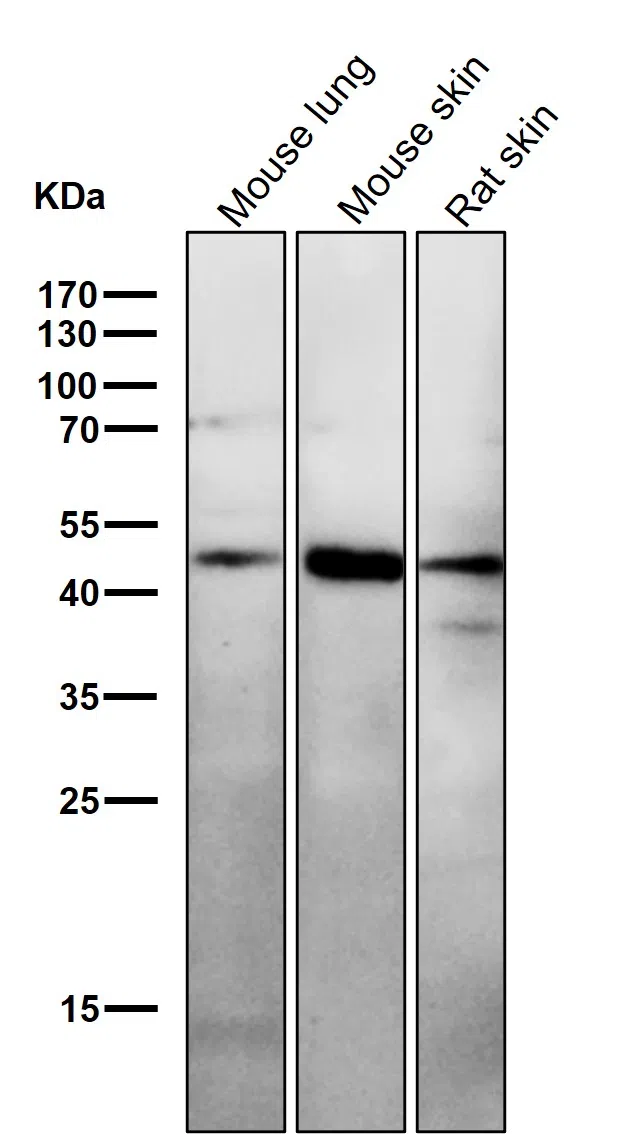 Hsp47 Rabbit Monoclonal Antibody - Size: 100µl