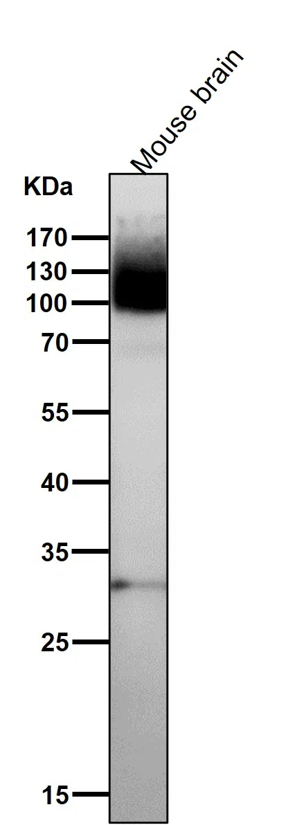 mGluR1 Rabbit Monoclonal Antibody - Size: 50µl