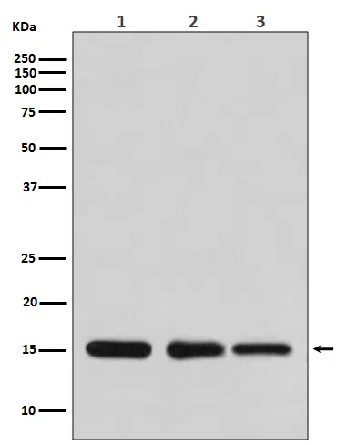 HistoneH3 Rabbit Monoclonal Antibody - Size: 50µl