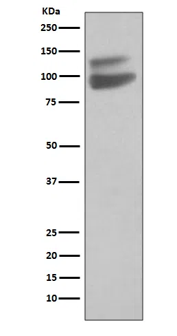 VECadherin Rabbit Monoclonal Antibody