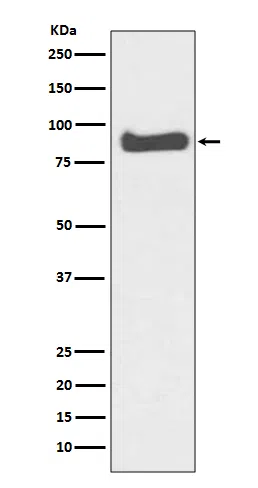 Mitofusin 1 Rabbit Monoclonal Antibody - Size: 50µl