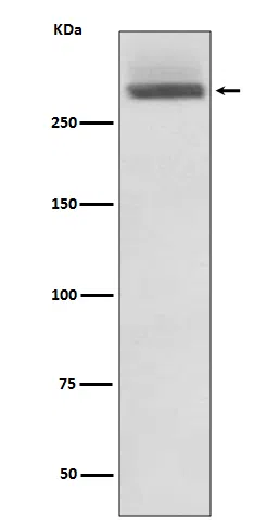 Laminin 5 alpha 3 Rabbit Monoclonal Antibody - Size: 100µl