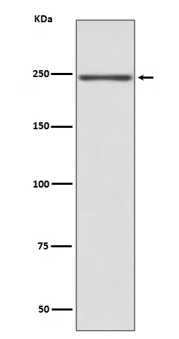 Myosin heavy chain Rabbit Monoclonal Antibody - Size: 50µl