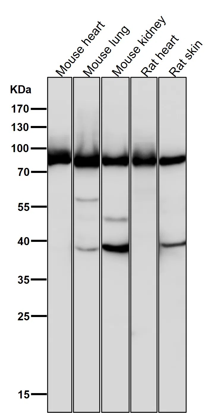 Argonaute 2 Rabbit Monoclonal Antibody - Size: 100µl