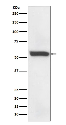 58K Golgi protein Rabbit Monoclonal Antibody - Size: 100µl