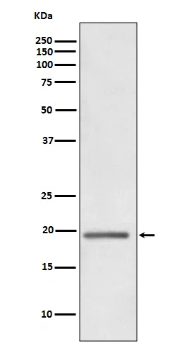 HE4 Rabbit Monoclonal Antibody