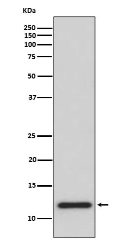 TRX1 Rabbit Monoclonal Antibody