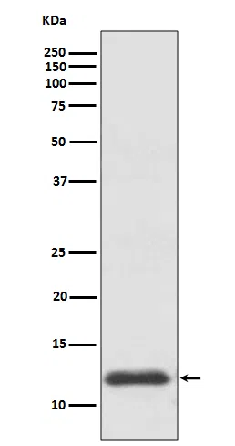 TRX1 Rabbit Monoclonal Antibody - Size: 50µl