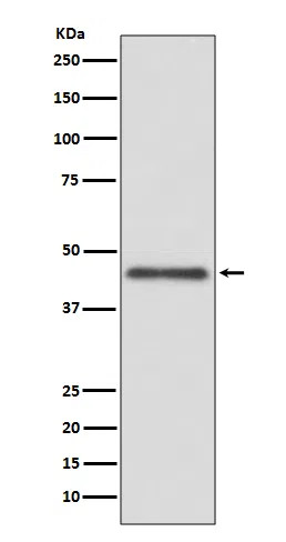HLA G Rabbit Monoclonal Antibody - Size: 100µl
