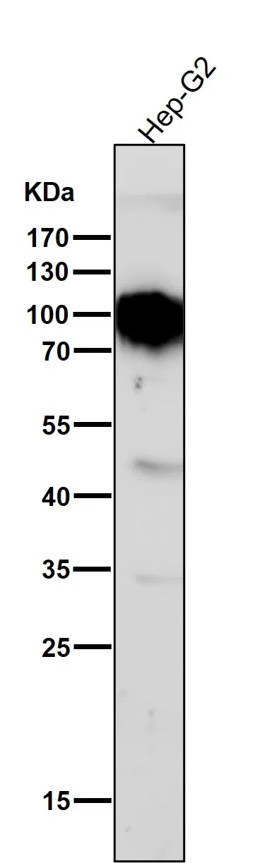 TGN46 Rabbit Monoclonal Antibody