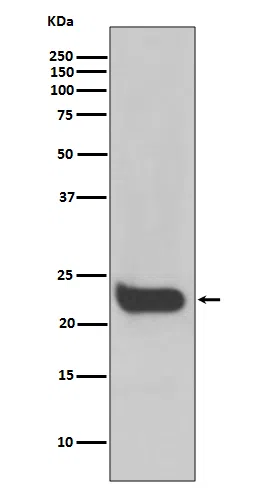 Interferon beta Rabbit Monoclonal Antibody
