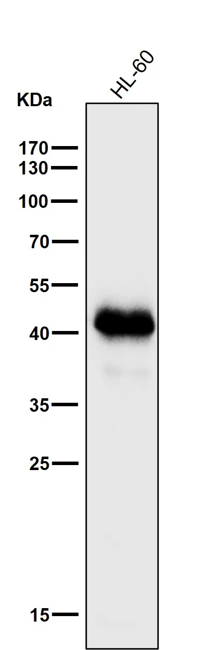 MHC classI Rabbit Monoclonal Antibody - Size: 50µl
