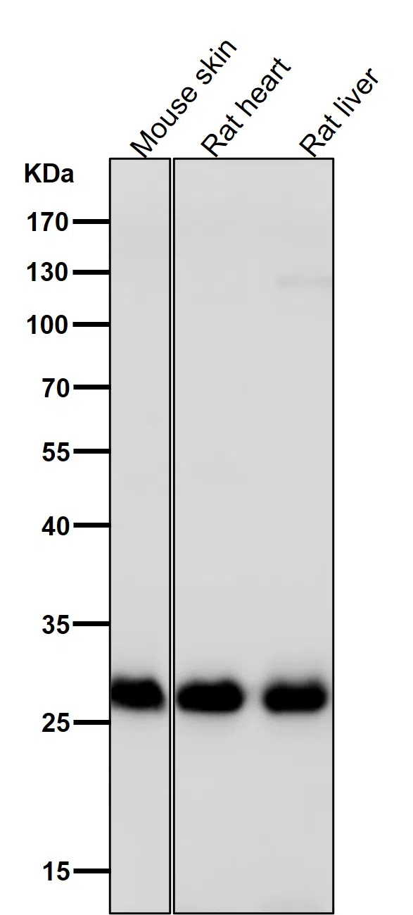 Galectin3 Rabbit Monoclonal Antibody - Size: 50µl