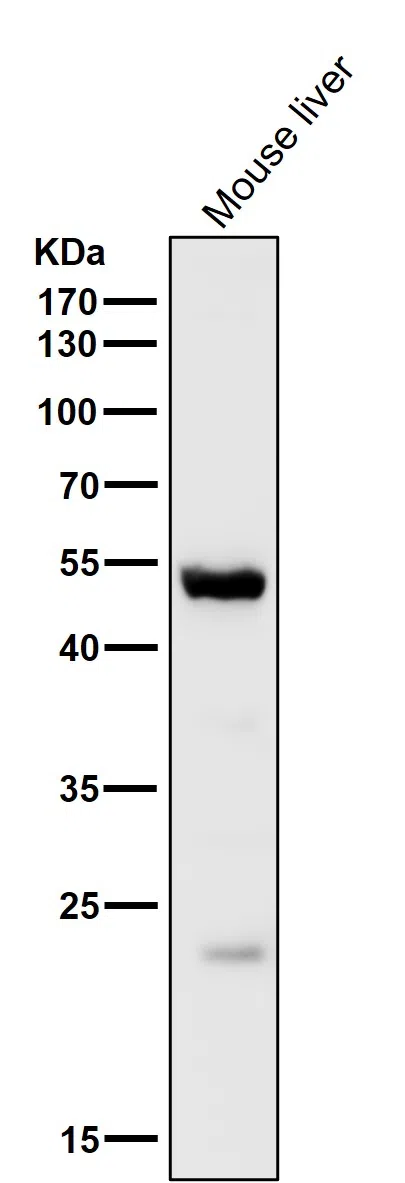 MINA53 Rabbit Monoclonal Antibody - Size: 100µl