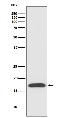 Cyclophilin A Rabbit Monoclonal Antibody - Size: 100µl