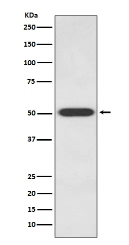 Endothelin B Receptor Rabbit Monoclonal Antibody - Size: 50µl