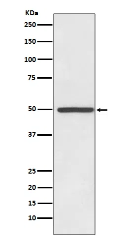 Dopamine Transporter Rabbit Monoclonal Antibody - Size: 100µl