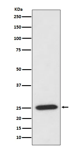 PRDX6 Rabbit Monoclonal Antibody - Size: 100µl