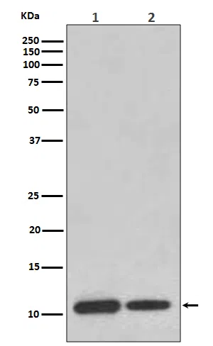 MIF Rabbit Monoclonal Antibody - Size: 50µl