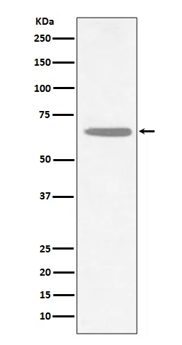 CHAT Rabbit Monoclonal Antibody - Size: 100µl