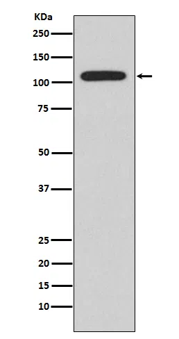 NFAT2 Rabbit Monoclonal Antibody - Size: 50µl