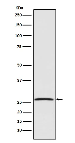 GDNF Rabbit Monoclonal Antibody