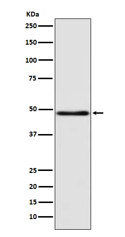 GCET1 Rabbit Monoclonal Antibody - Size: 100µl