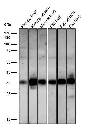 hnRNP A1 Rabbit Monoclonal Antibody - Size: 100µl