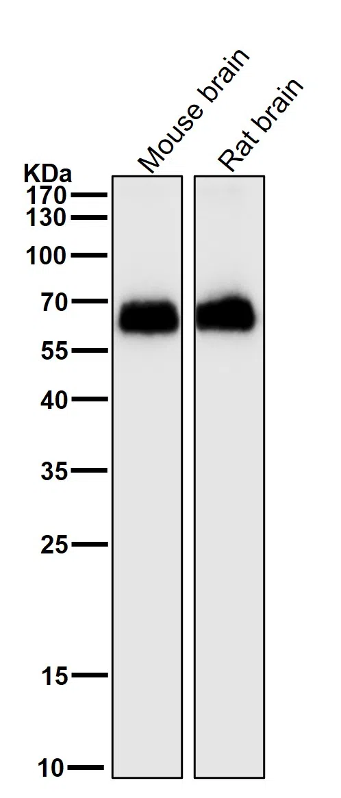 EAAT1 Rabbit Monoclonal Antibody - Size: 100µl