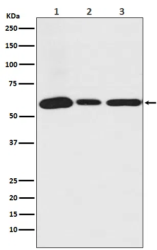 USP14 Rabbit Monoclonal Antibody - Size: 50µl