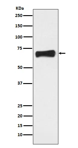NR5A2 Rabbit Monoclonal Antibody - Size: 50µl