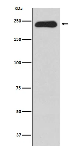 MYH11 Rabbit Monoclonal Antibody - Size: 100µl