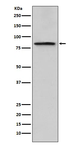 Periostin Rabbit Monoclonal Antibody - Size: 100µl