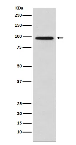 Golgin97 Rabbit Monoclonal Antibody - Size: 50µl